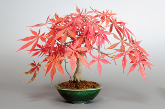 ベニカガミ-G1-2（べにかがみ・紅鏡）盆栽の成長記録・Acer palmatum var.amoenum bonsai