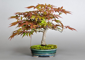 ベニカガミ-G1-3（べにかがみ・紅鏡）盆栽の成長記録・Acer palmatum var.amoenum bonsai