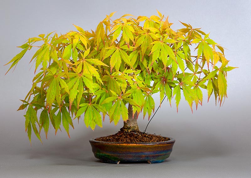 ベニカガミ-G1-4（べにかがみ・紅鏡）雑木盆栽の販売と育て方・作り方・Acer palmatum var.amoenum bonsai