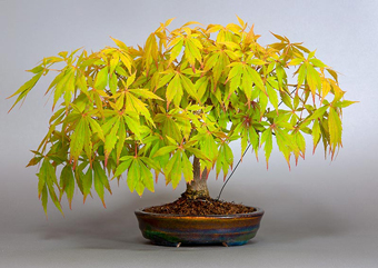 ベニカガミ-G1-4（べにかがみ・紅鏡）盆栽の成長記録・Acer palmatum var.amoenum bonsai