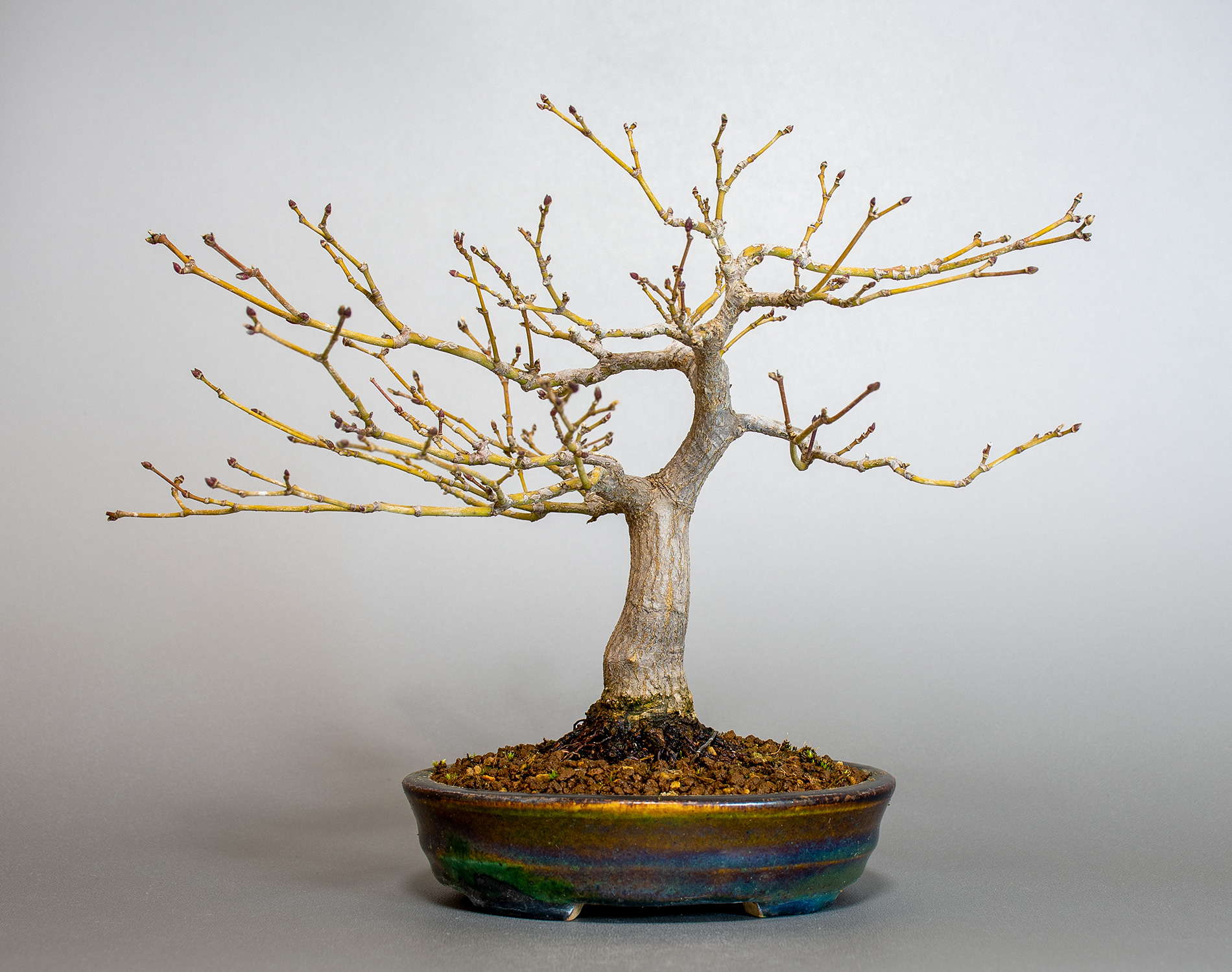 ベニカガミ-G1-5（べにかがみ・紅鏡）雑木盆栽の販売と育て方・作り方・Acer palmatum var.amoenum bonsai