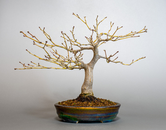 ベニカガミ-G1-5（べにかがみ・紅鏡）盆栽の成長記録・Acer palmatum var.amoenum bonsai
