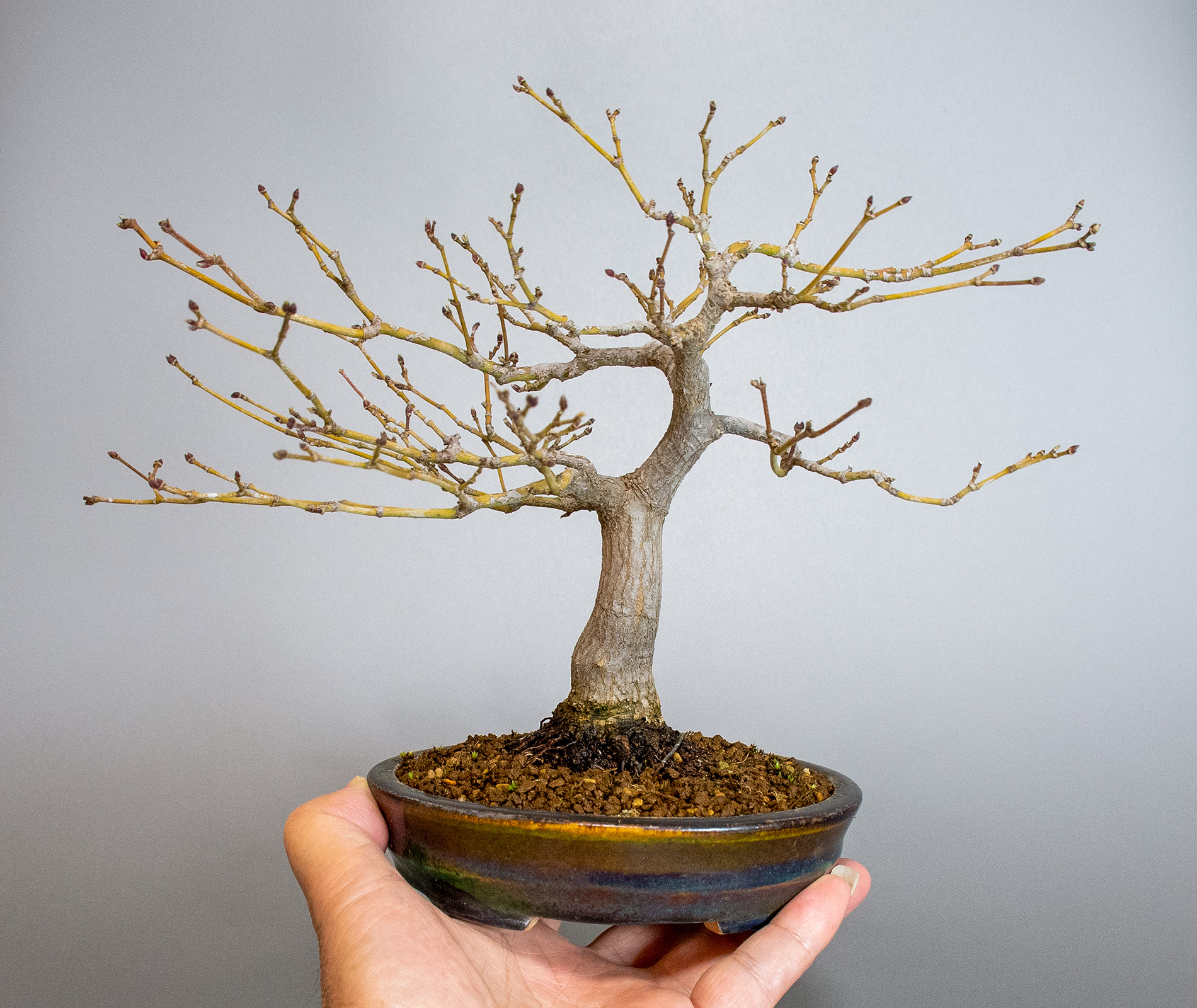 盆栽・ベニカガミ-G1-5（べにかがみ・紅鏡）雑木盆栽の手乗りの景色・Acer palmatum var.amoenum bonsai