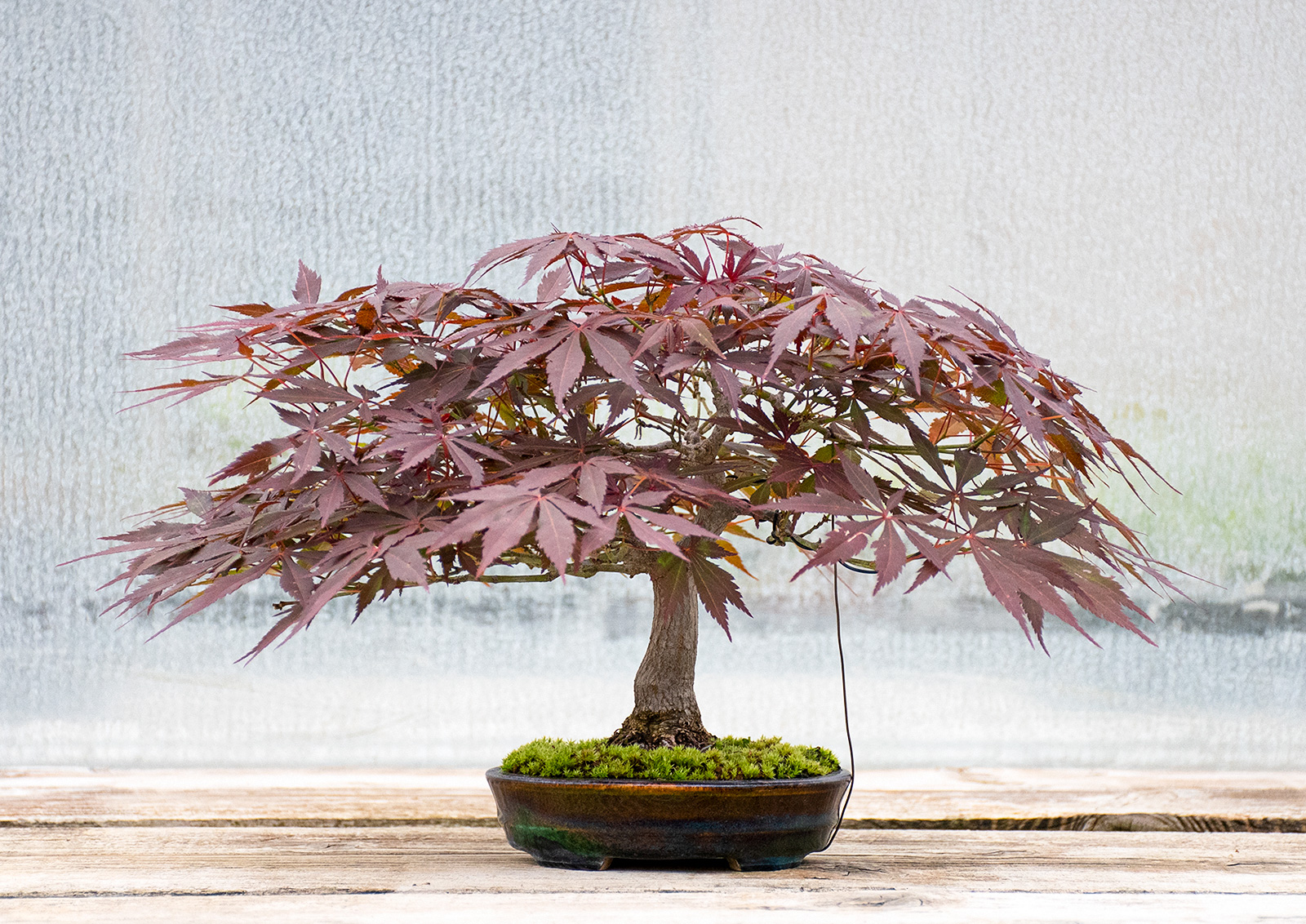 ベニカガミ-G1（べにかがみ・紅鏡）雑木盆栽の販売と育て方・作り方・Acer palmatum var.amoenum bonsai