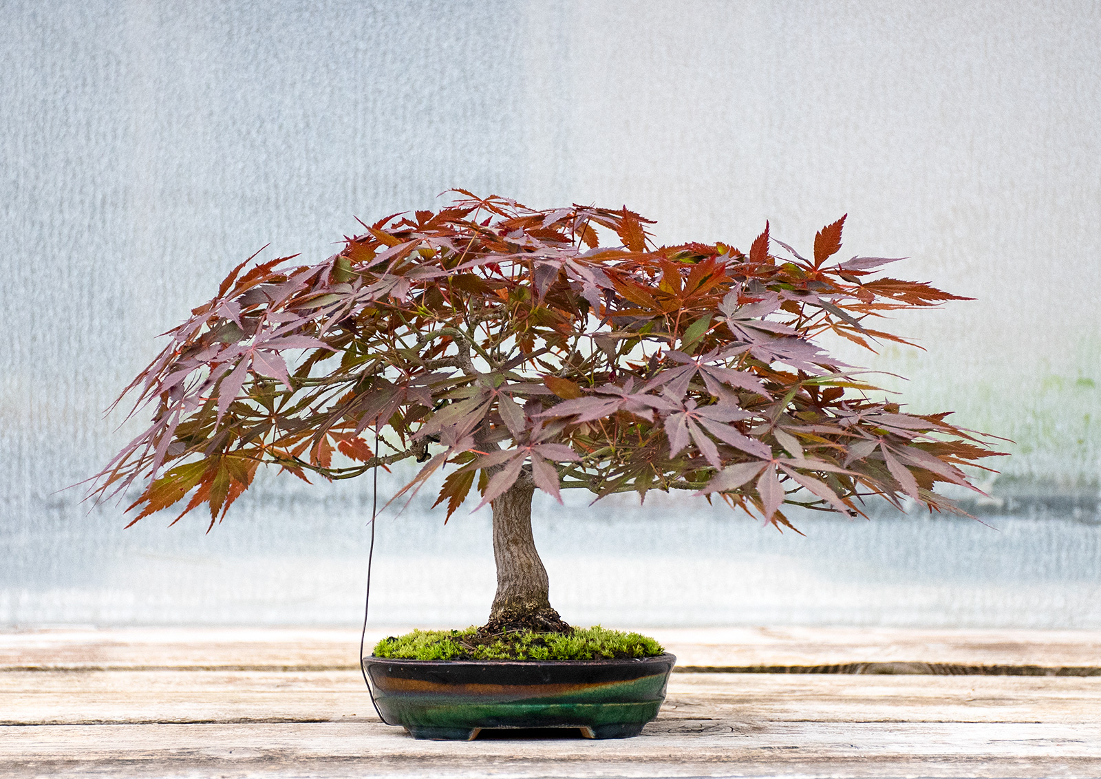 ベニカガミ-G1（べにかがみ・紅鏡）雑木盆栽を裏側から見た景色・Acer palmatum var.amoenum bonsai