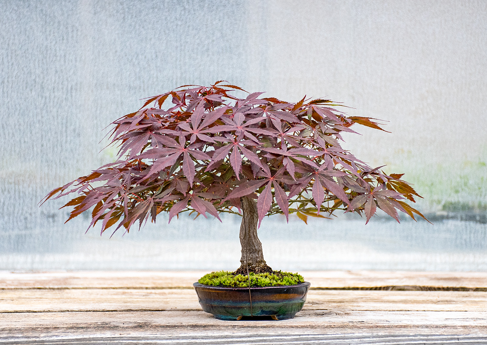 ベニカガミ-G1（べにかがみ・紅鏡）雑木盆栽を右側から見た景色・Acer palmatum var.amoenum bonsai