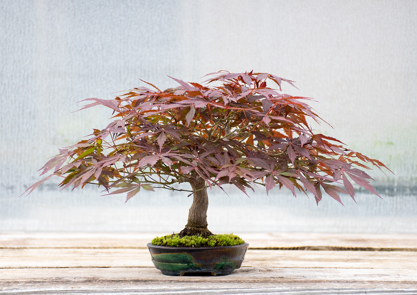 ベニカガミ-G1（べにかがみ・紅鏡）雑木盆栽を左側から見た景色・Acer palmatum var.amoenum bonsai