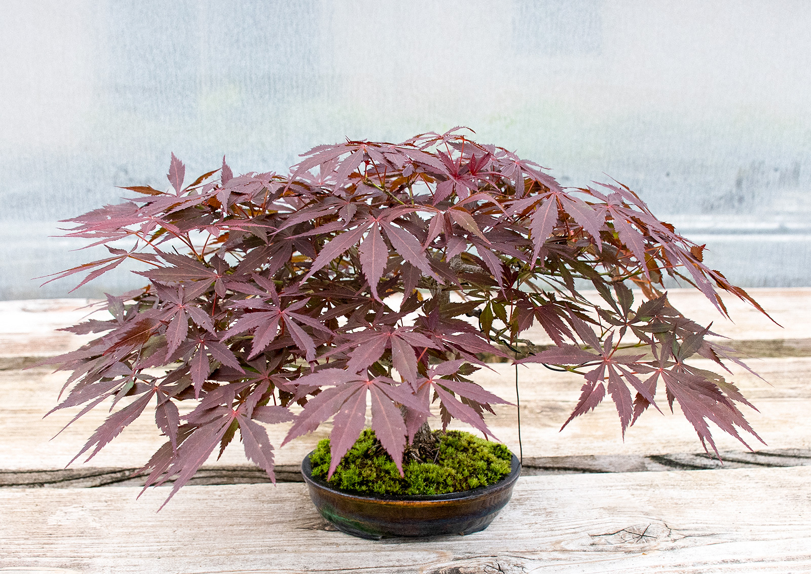 ベニカガミ-G1（べにかがみ・紅鏡）雑木盆栽を別側から見た景色・Acer palmatum var.amoenum bonsai