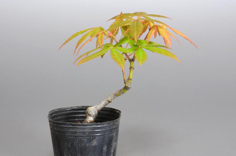 七五三モミジ-H1（七五三もみじ・占ノ内紅葉）雑木盆栽の販売と育て方・作り方・Acer sieboldianum Miquel bonsai