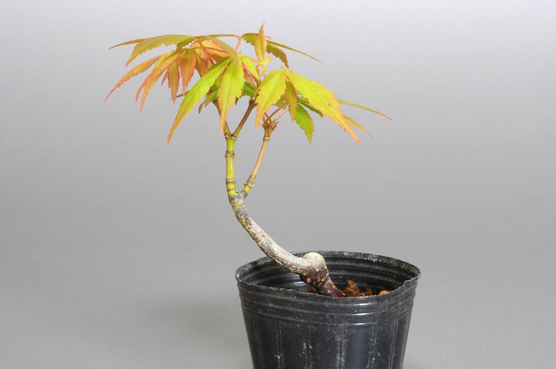 七五三モミジ-H1（七五三もみじ・占ノ内紅葉）雑木盆栽を裏側から見た景色・Acer sieboldianum Miquel bonsai