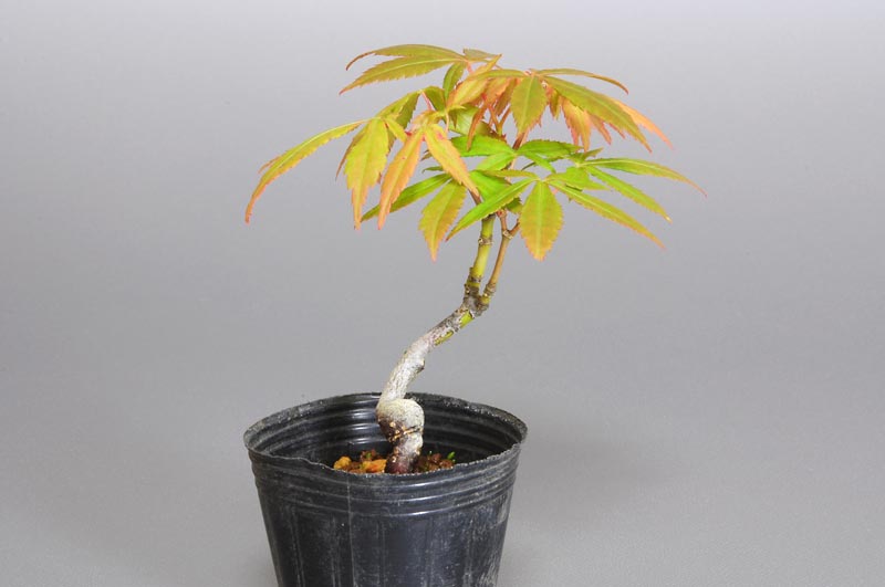 七五三モミジ-H1（七五三もみじ・占ノ内紅葉）雑木盆栽を左側から見た景色・Acer sieboldianum Miquel bonsai