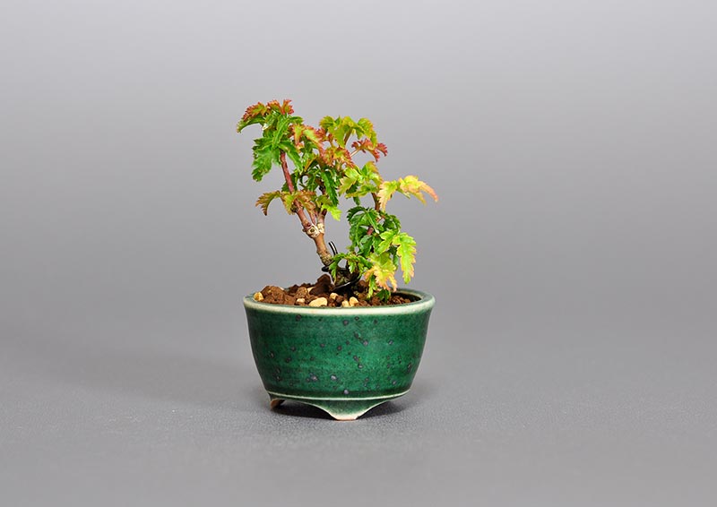 シシガシラモミジI（ししがしらもみじ・獅子頭紅葉）雑木盆栽の販売と育て方・作り方・Acer palmatum subsp. matsumurae bonsai