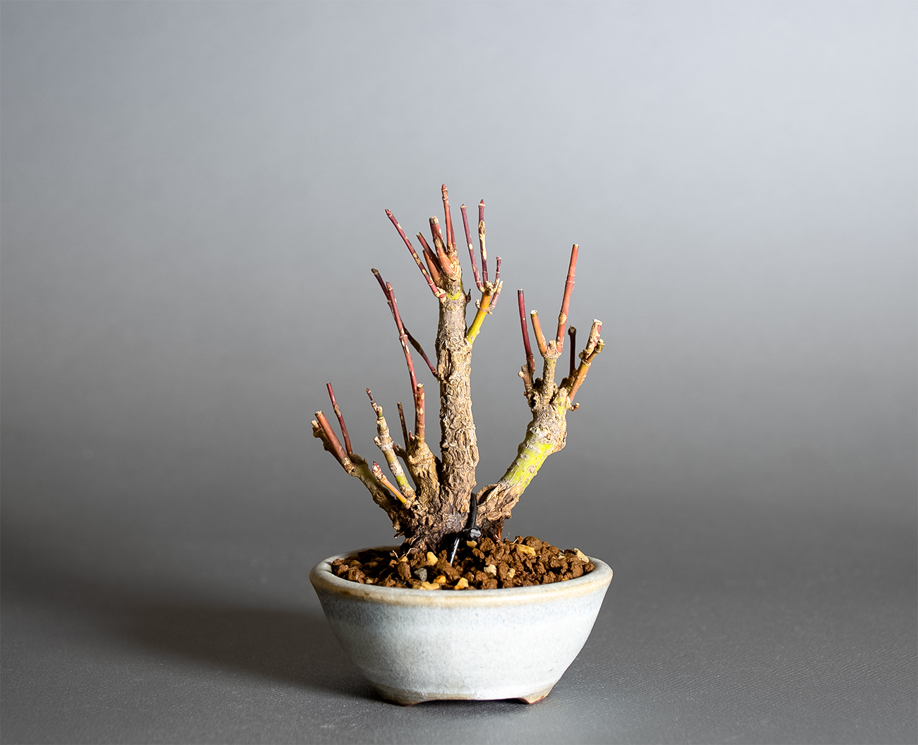 荒皮性モミジ-I1（荒皮性もみじ・荒皮性紅葉）雑木盆栽を裏側から見た景色・Acer palmatum subsp. matsumurae bonsai