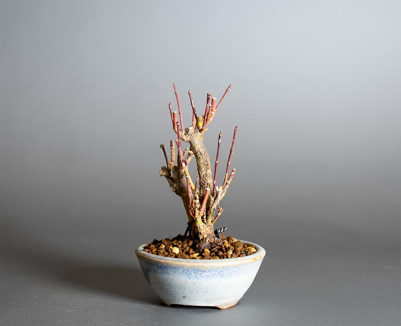 荒皮性モミジ-I1（荒皮性もみじ・荒皮性紅葉）雑木盆栽を右側から見た景色・Acer palmatum subsp. matsumurae bonsai