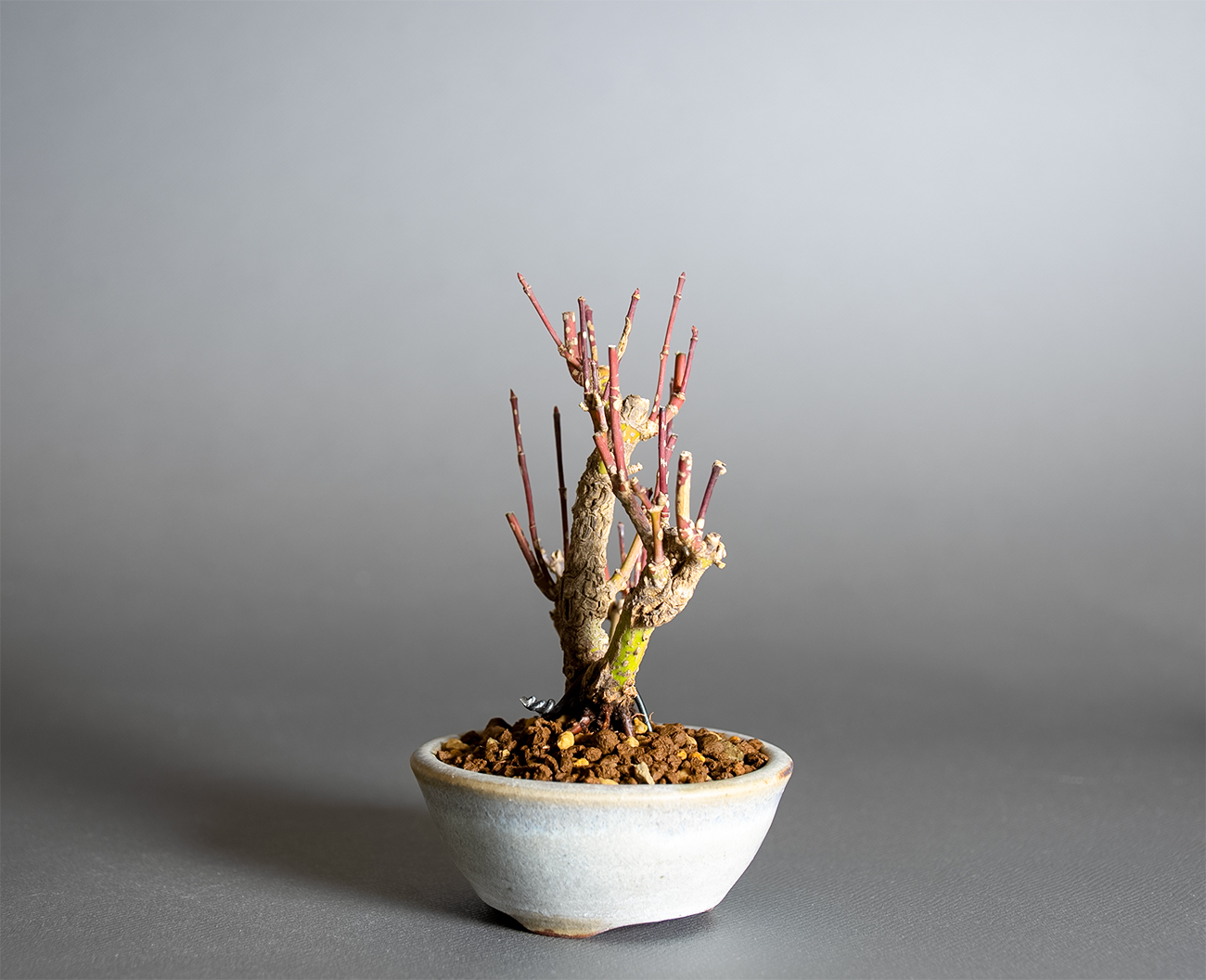 荒皮性モミジ-I1（荒皮性もみじ・荒皮性紅葉）雑木盆栽を左側から見た景色・Acer palmatum subsp. matsumurae bonsai