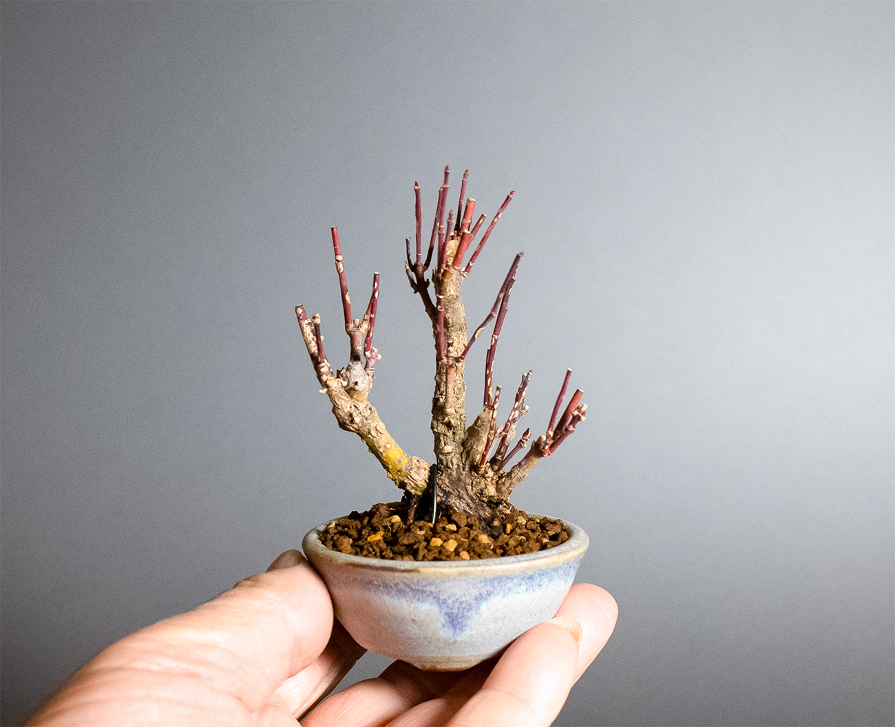 荒皮性モミジ-I1（荒皮性もみじ・荒皮性紅葉）雑木盆栽の手乗りの景色・Acer palmatum subsp. matsumurae bonsai