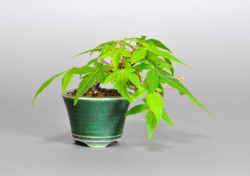 七五三モミジJ（七五三もみじ・七五三紅葉）雑木盆栽の販売と育て方・作り方・Acer sieboldianum Miquel bonsai