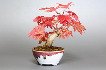 コハウチワカエデ-M1（こはうちわかえで・小羽団扇楓）盆栽の樹作りの参考樹形・Acer palmatum subsp. matsumurae Best bonsai