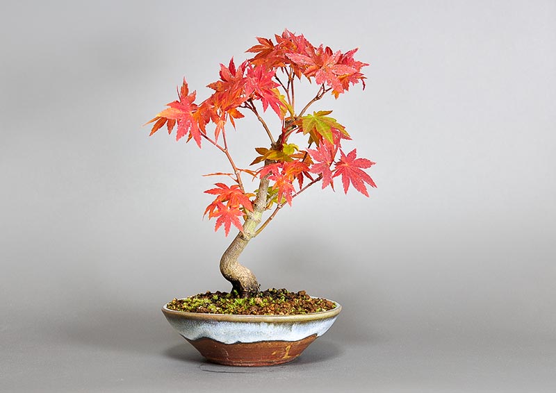 コハウチワカエデ-N1-1（こはうちわかえで・小羽団扇楓）雑木盆栽の販売と育て方・作り方・Acer sieboldianum Miquel bonsai
