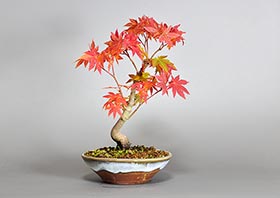コハウチワカエデ-N1（こはうちわかえで・小羽団扇楓）雑木盆栽の成長記録-1・Acer sieboldianum Miquel bonsai