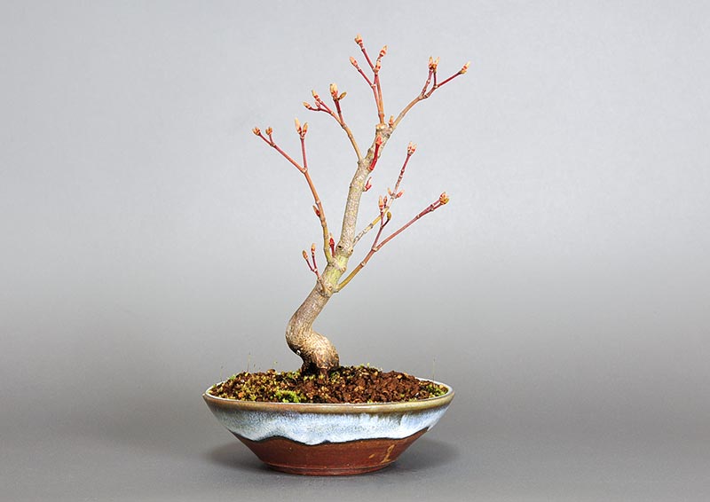コハウチワカエデ-N1（こはうちわかえで・小羽団扇楓）雑木盆栽の販売と育て方・作り方・Acer sieboldianum Miquel bonsai