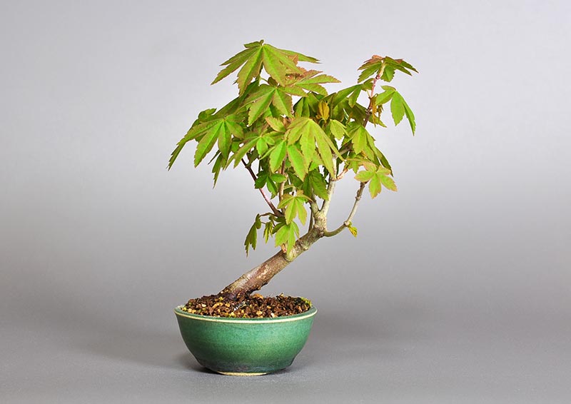 コハウチワカエデ-O1（こはうちわかえで・小羽団扇楓）雑木盆栽の販売と育て方・作り方・Acer sieboldianum Miquel bonsai