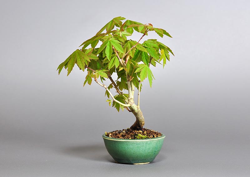 コハウチワカエデ-O1（こはうちわかえで・小羽団扇楓）雑木盆栽を右側から見た景色・Acer sieboldianum Miquel bonsai