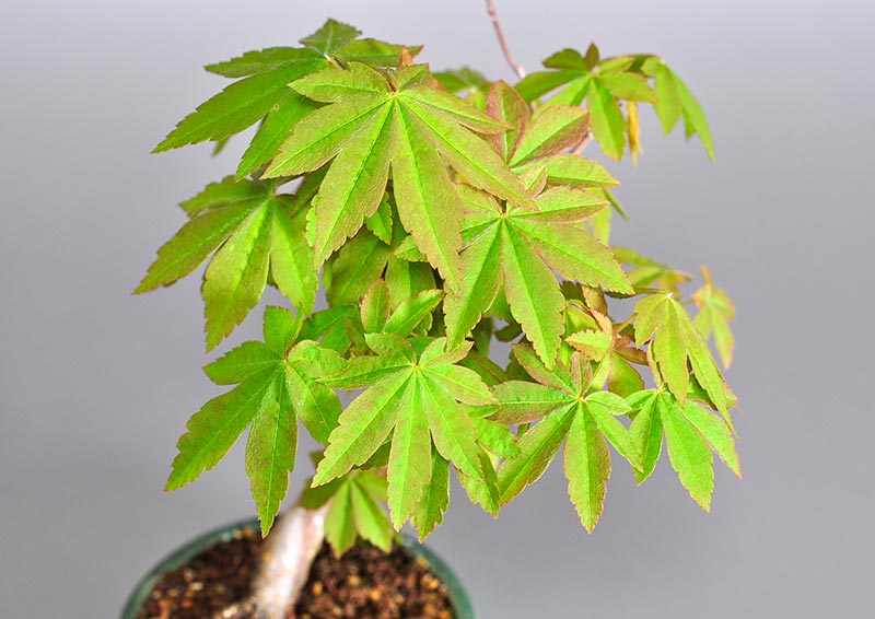 コハウチワカエデ-O1（こはうちわかえで・小羽団扇楓）雑木盆栽を別側から見た景色・Acer sieboldianum Miquel bonsai