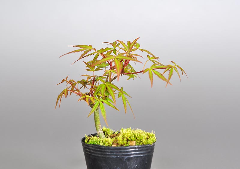 オリヒメモミジ-P1（おりひめもみじ・織姫もみじ）雑木盆栽の販売と育て方・作り方・Acer palmatum subsp. matsumurae bonsai