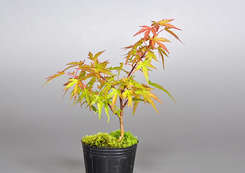 モミジ-Q1（もみじ・紅葉）雑木盆栽の販売と育て方・作り方・Acer palmatum subsp. matsumurae bonsai