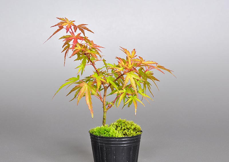 モミジ-Q1（もみじ・紅葉）雑木盆栽を裏側から見た景色・Acer palmatum subsp. matsumurae bonsai