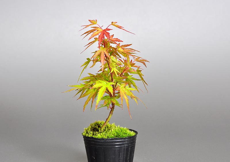 モミジ-Q1（もみじ・紅葉）雑木盆栽を右側から見た景色・Acer palmatum subsp. matsumurae bonsai