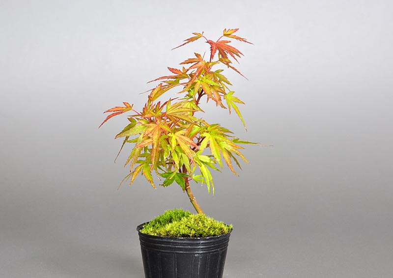 モミジ-Q1（もみじ・紅葉）雑木盆栽を左側から見た景色・Acer palmatum subsp. matsumurae bonsai