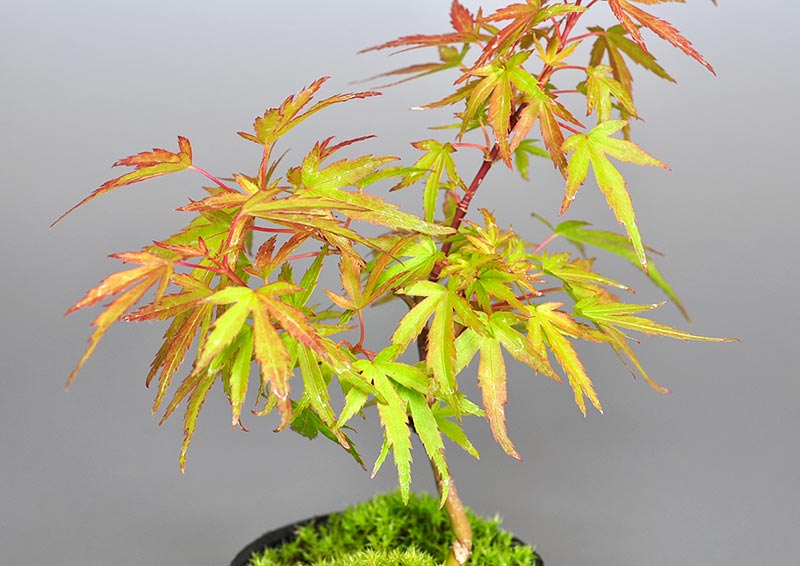 モミジ-Q1（もみじ・紅葉）雑木盆栽を別側から見た景色・Acer palmatum subsp. matsumurae bonsai