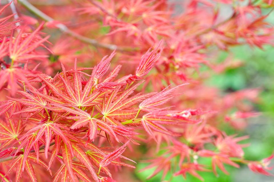 モミジ-Q1（もみじ・紅葉）雑木盆栽を別側-1から見た景色・Acer palmatum subsp. matsumurae bonsai