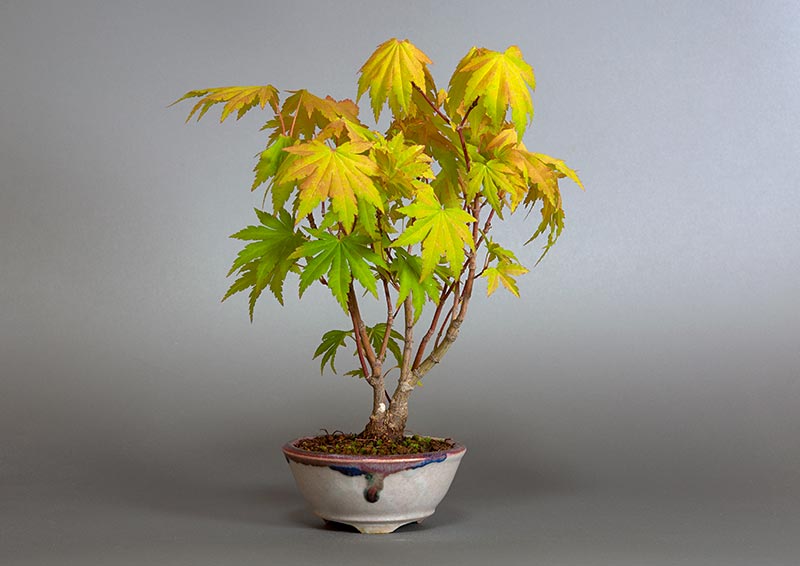 コハウチワカエデ-R1（こはうちわかえで・小羽団扇楓）雑木盆栽の販売と育て方・作り方・Acer sieboldianum Miquel bonsai
