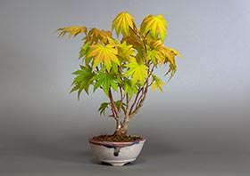 コハウチワカエデ-R1（小羽団扇楓盆栽）Acer sieboldianum Miquel bonsaiの販売・通販店｜Bonsai trees Shop