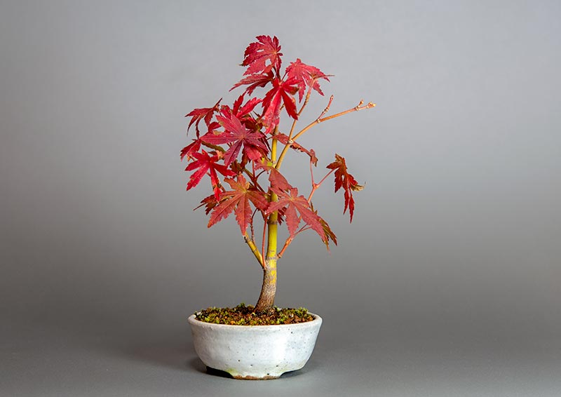 コハウチワカエデ-S1（こはうちわかえで・小羽団扇楓）雑木盆栽の販売と育て方・作り方・Acer sieboldianum Miquel bonsai