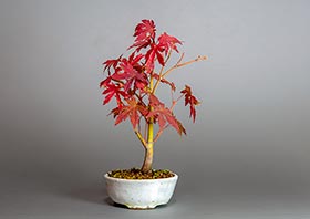 コハウチワカエデ-S1（小羽団扇楓盆栽）Acer sieboldianum Miquel bonsaiの販売・通販店｜Bonsai trees Shop