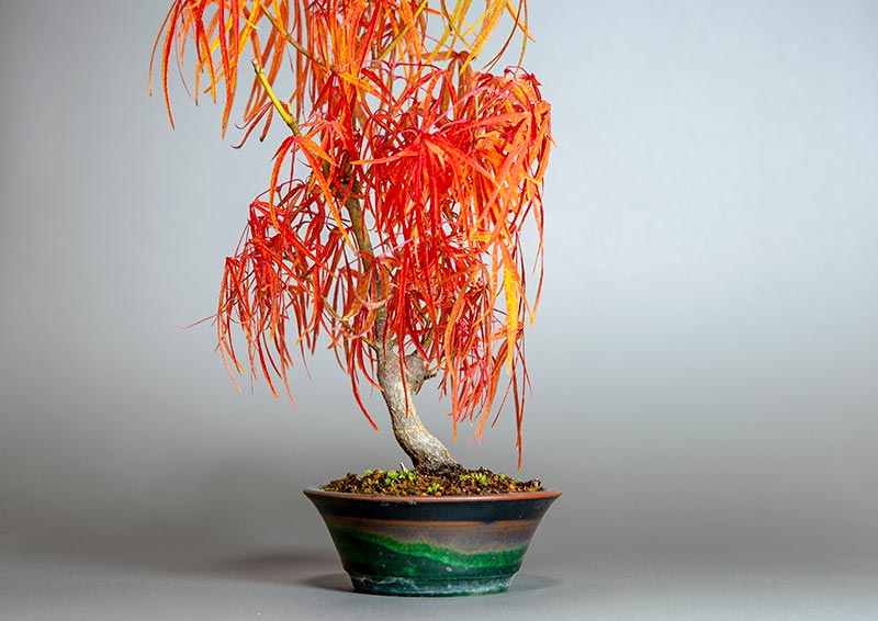 七五三モミジ-T1（七五三もみじ・占ノ内紅葉）雑木盆栽を裏側から見た景色・Acer sieboldianum Miquel bonsai