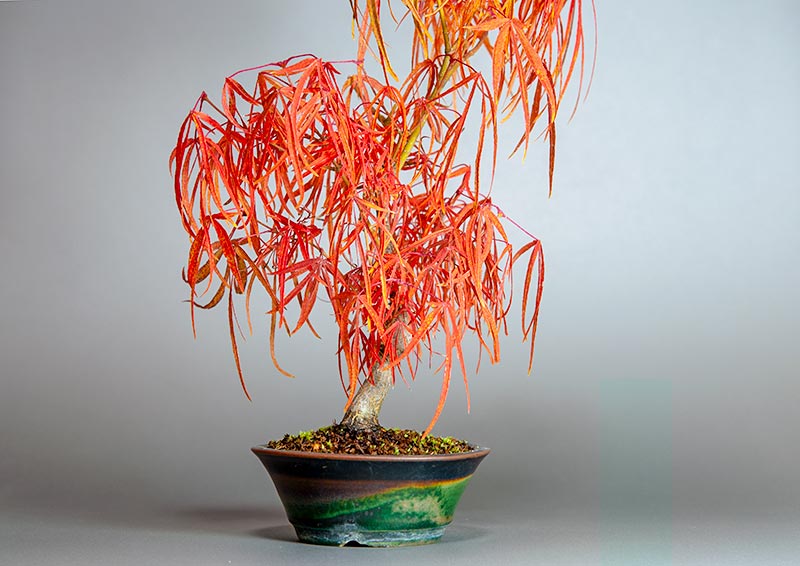 青七五三モミジ-T1（七五三もみじ・占ノ内紅葉）雑木盆栽を左側から見た景色・Acer sieboldianum Miquel bonsai