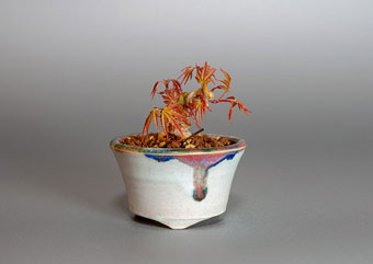 オリヒメモミジ-U1（織姫もみじ盆栽）Acer palmatum subsp. matsumurae bonsai・プチ盆栽のベストコレクション・Best Collection of Petit Bonsai