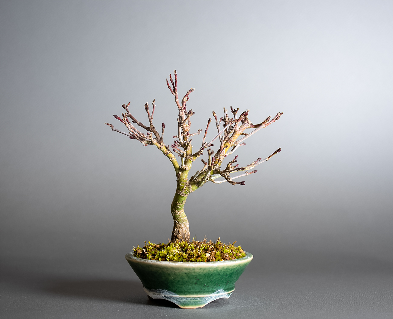 カガヤキモミジ-V1（かがやきもみじ・輝紅葉）雑木盆栽の販売と育て方・作り方・Acer palmatum subsp. kagayaki bonsai