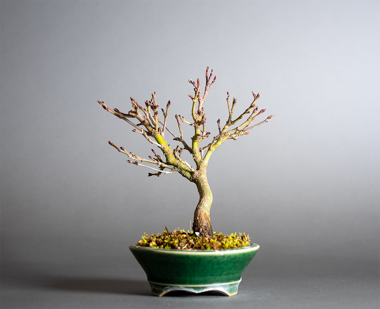 カガヤキモミジ-V1（かがやきもみじ・輝紅葉）雑木盆栽を裏側から見た景色・Acer palmatum subsp. kagayaki bonsai