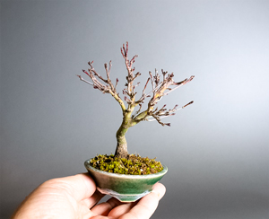 カガヤキモミジ-V1（輝紅葉）Acer palmatum subsp. matsumurae bonsai