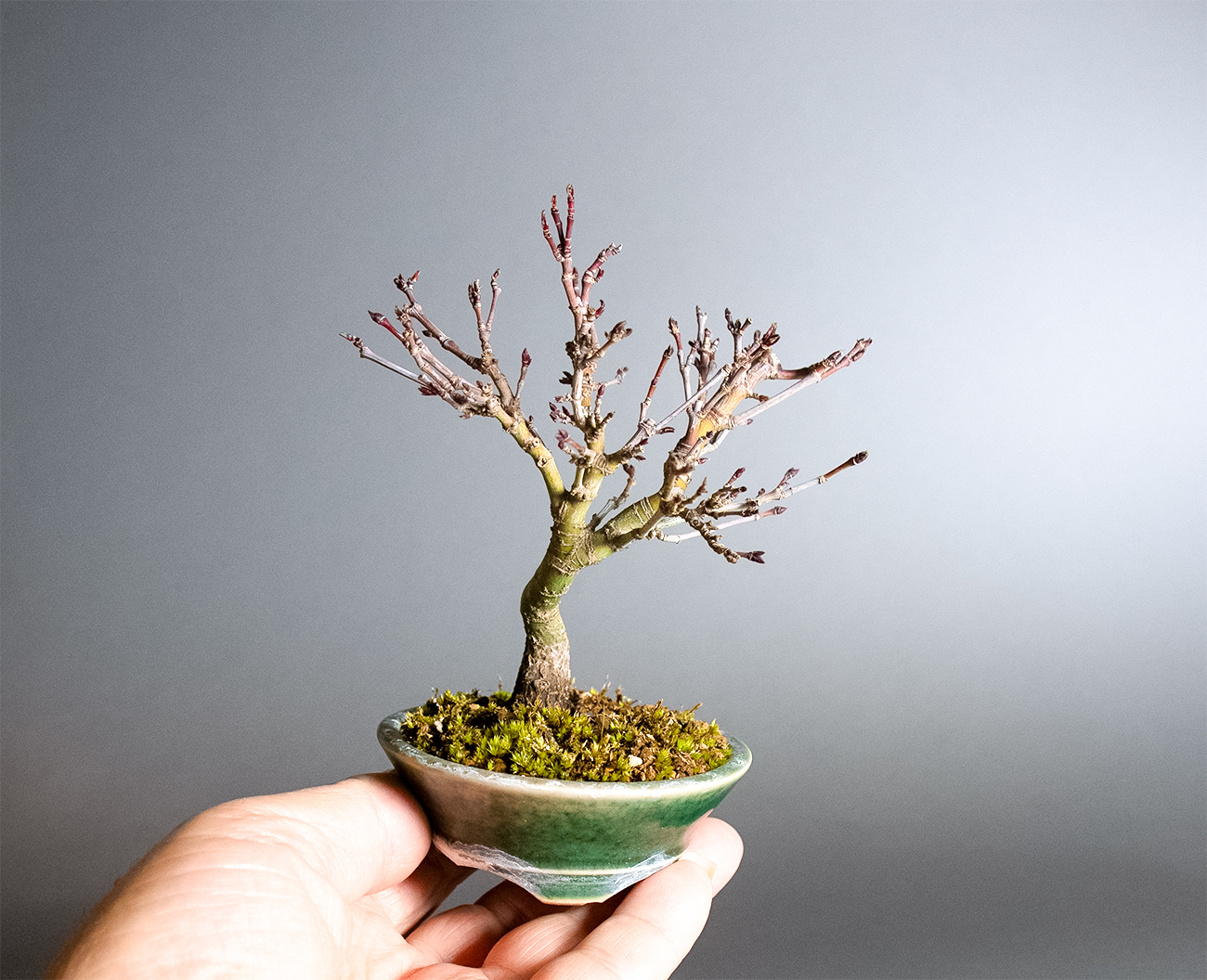 盆栽と國井正子盆栽鉢の販売・通販店のお薦め商品・ベランダで楽しむミニ盆栽・Bonsai and bonsai pots of shop