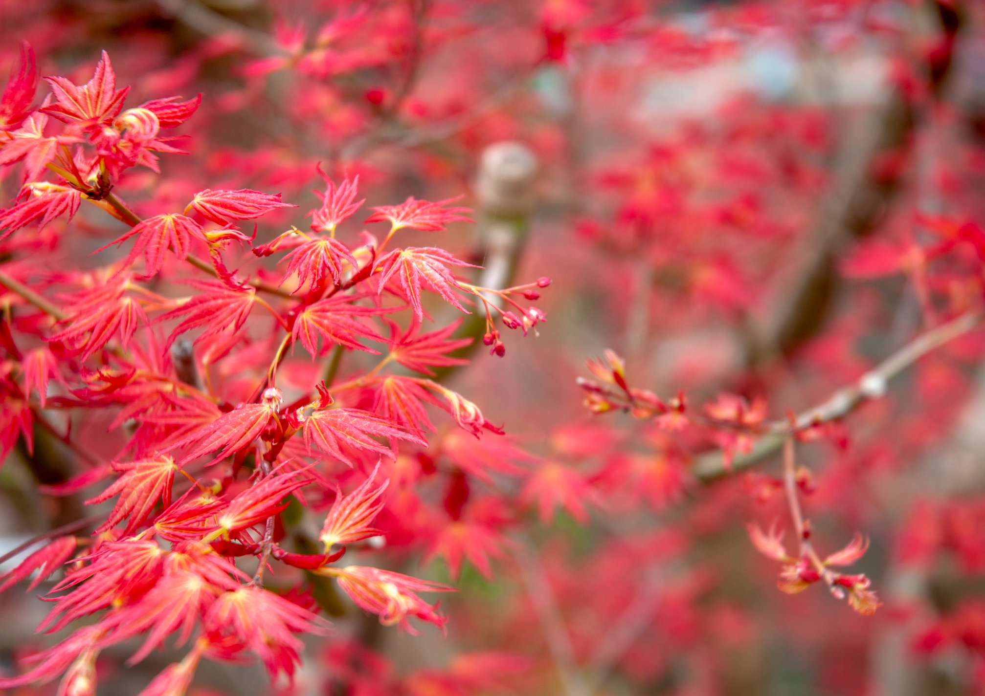カガヤキモミジ-V1（かがやきもみじ・輝紅葉）雑木盆栽の新芽の景色・Acer palmatum subsp. kagayaki bonsai