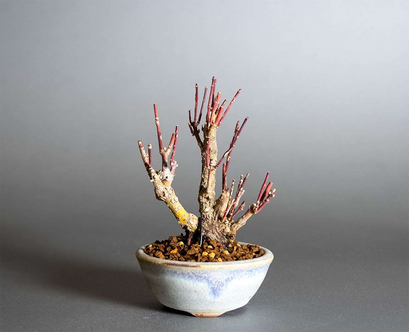 アラカワモミジ-W1（あらかわもみじ・荒皮紅葉）雑木盆栽の販売と育て