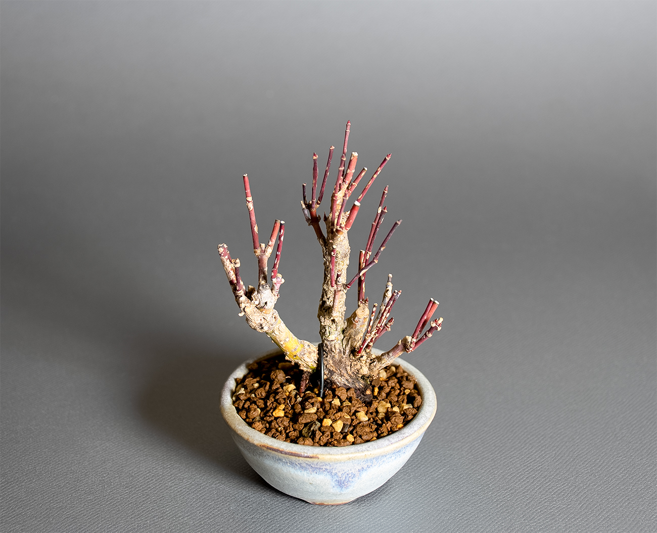 荒皮性モミジ-W1（荒皮性もみじ・荒皮性紅葉）雑木盆栽を上側から見た景色・Acer palmatum subsp. matsumurae bonsai