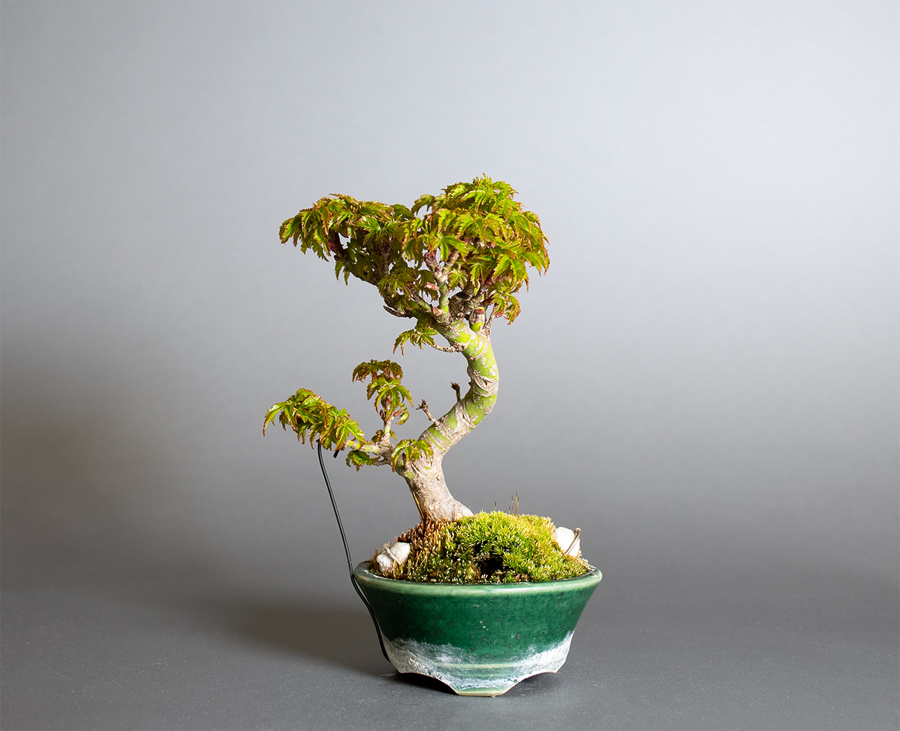 シシガシラモミジ-X1（ししがしらもみじ・獅子頭紅葉）雑木盆栽の販売と育て方・作り方・Acer palmatum subsp. matsumurae bonsai